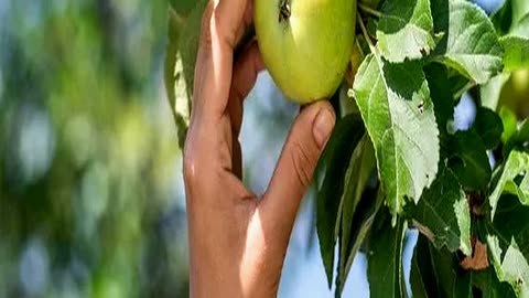 Large Apple Tree That Will Produce Fruit in Its Fi