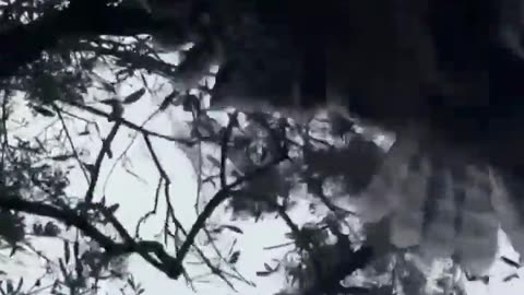 🤣🐿️ Squirrel Hunt Backfires Hilariously! | FunFM
