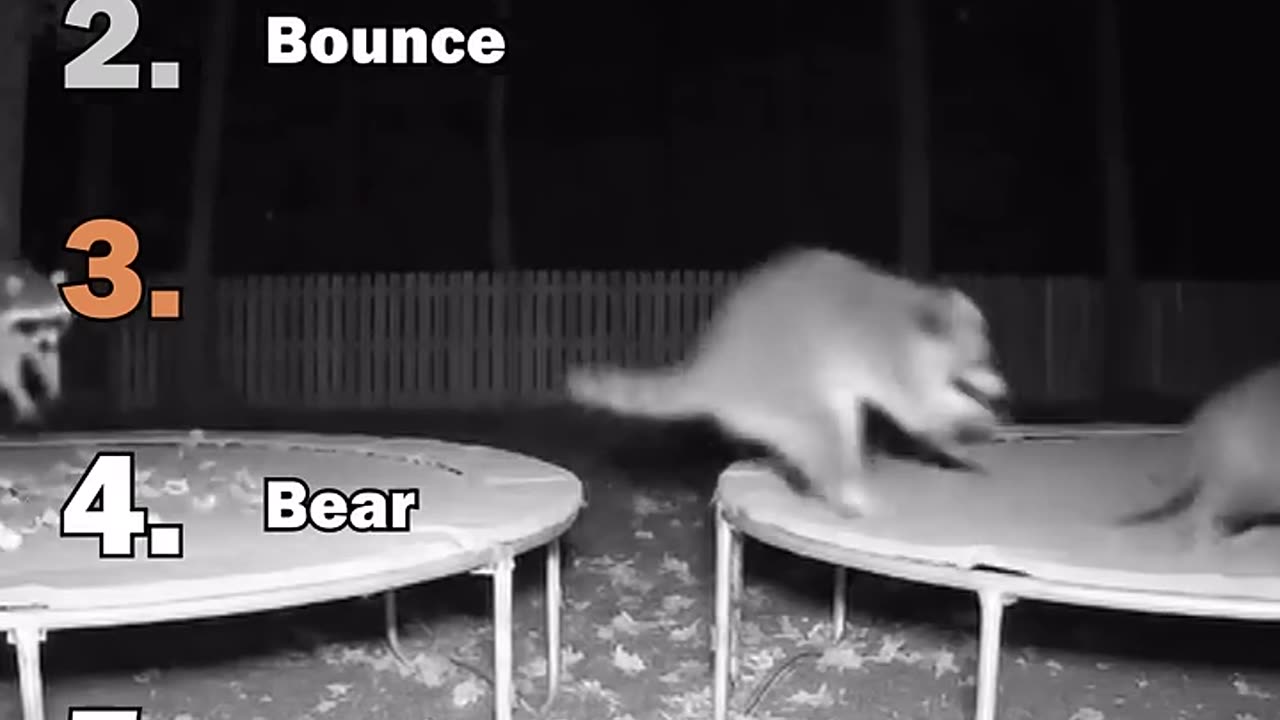 Ranking Best Animals On Trampoline Moments