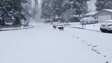 snow in Kirkland 2908420984