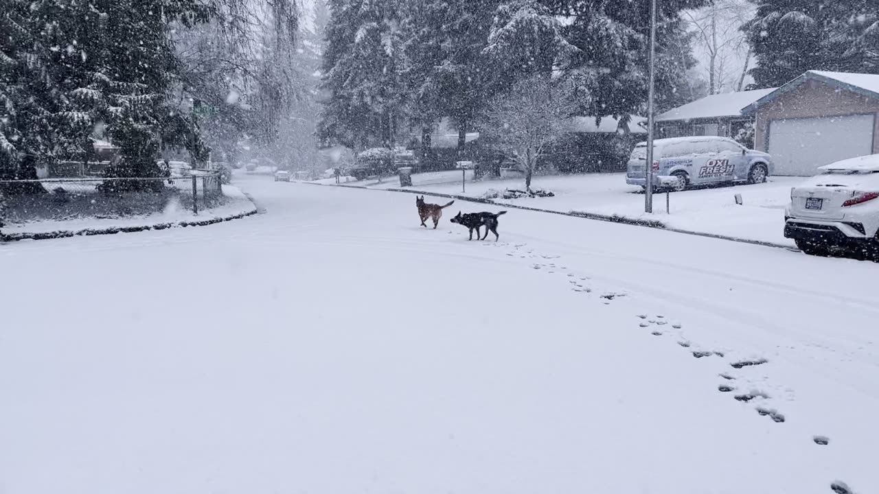 snow in Kirkland 2908420984