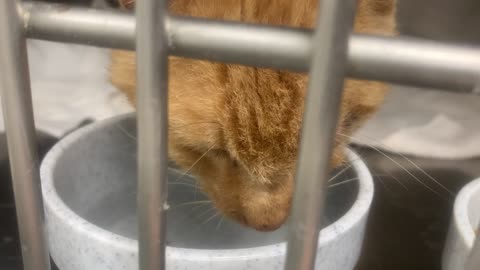 Archie drinking water (Friday, August 22nd, 2025)