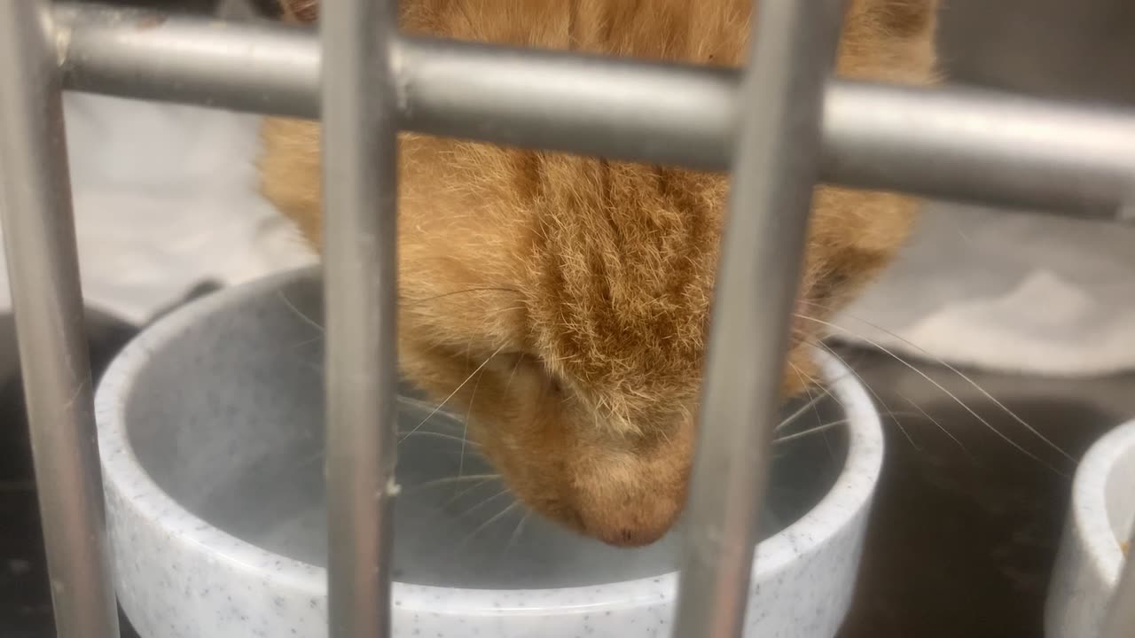 Archie drinking water (Friday, August 22nd, 2025)