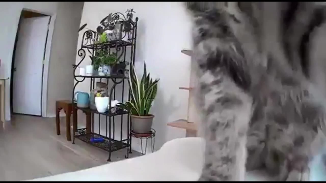 Dog moves camera so he can secretly eat food on the table..Wait for the cat’s reaction..