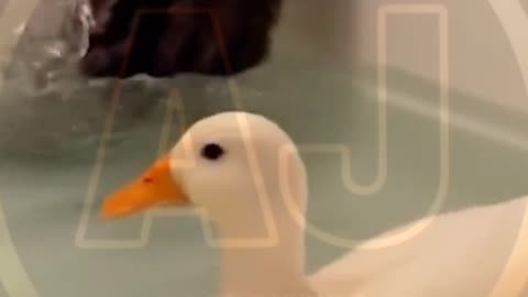Funny video