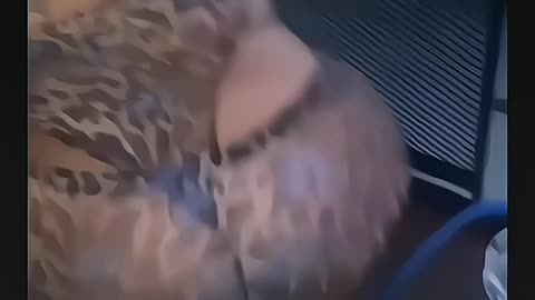 Damn kharla