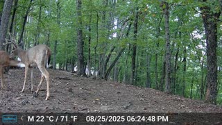 The Woods – 08/26/2025