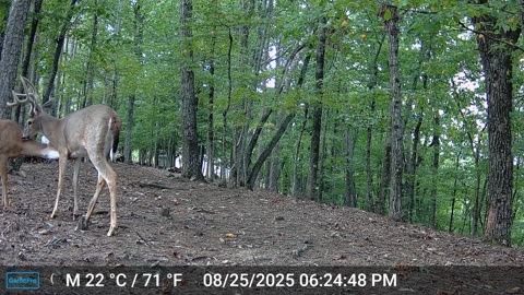 The Woods – 08/26/2025