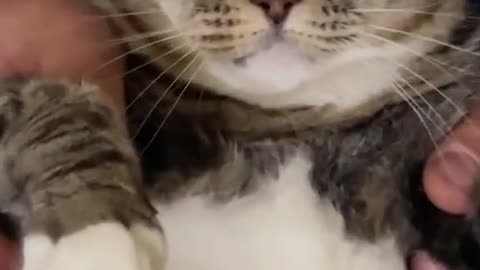 Cat momen #cat