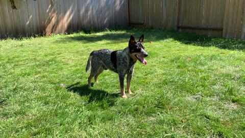 backyard chase 329084302984