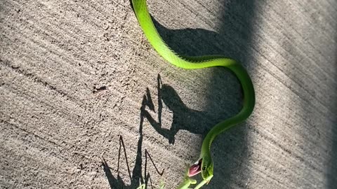 Praying Mantis Stands Its Ground Against Snake