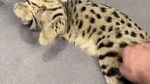 Dog's Comedy Videos 🤣 so cute videos and puppies comedy scenes 😂 so cute 🥰🥰🥰🥰