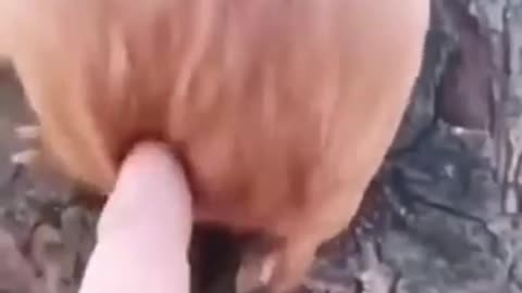 Ball Turns Into a Rat When Pulled from Tree Hole!