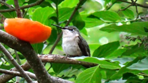 Hummingbird