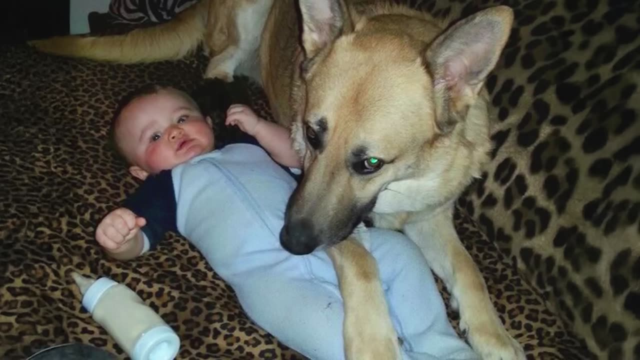 When The Huge German Shepherd Gives All His Softness To The Baby
