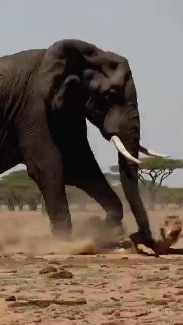 Lion’s Final Moment: Elephant's Powerful Defense