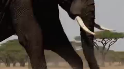 Lion’s Final Moment: Elephant's Powerful Defense