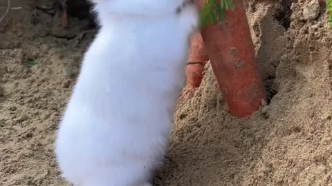 Sleepy Bunny Yawns Three Times in a Row 💤