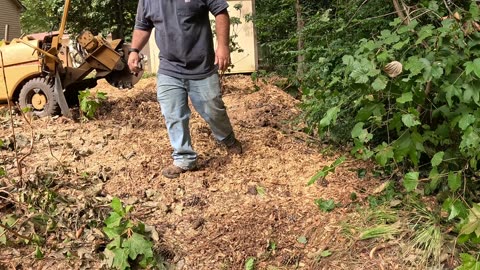 “How to Remove 3 Pine Stumps in a Backyard | Stump Grinding Tips”