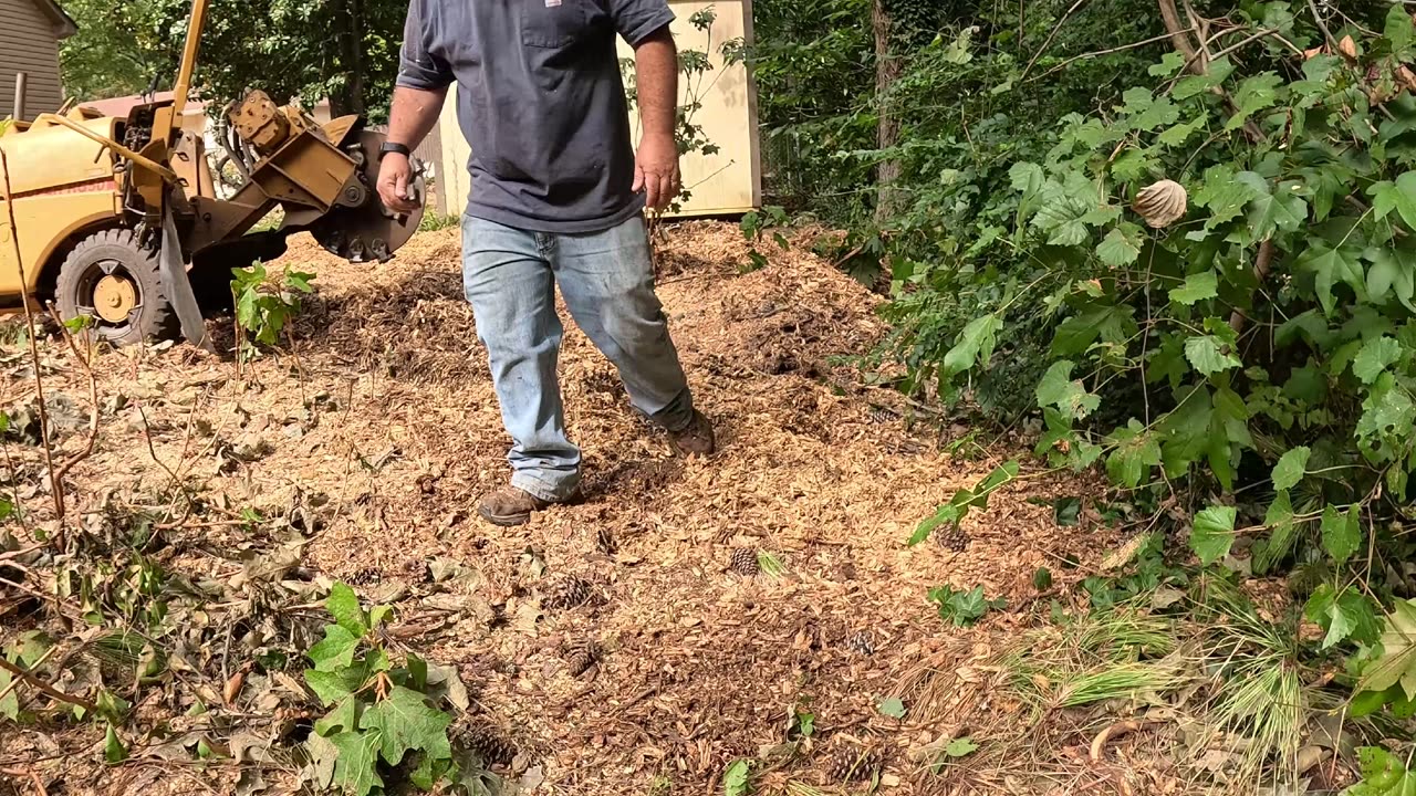 “How to Remove 3 Pine Stumps in a Backyard | Stump Grinding Tips”