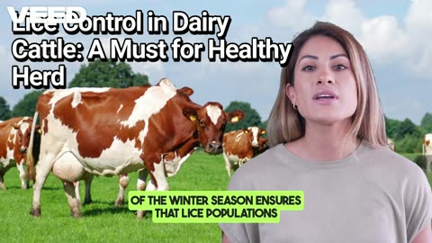 Lice Control in Dairy Cattle: A Must for Healthy Herd
