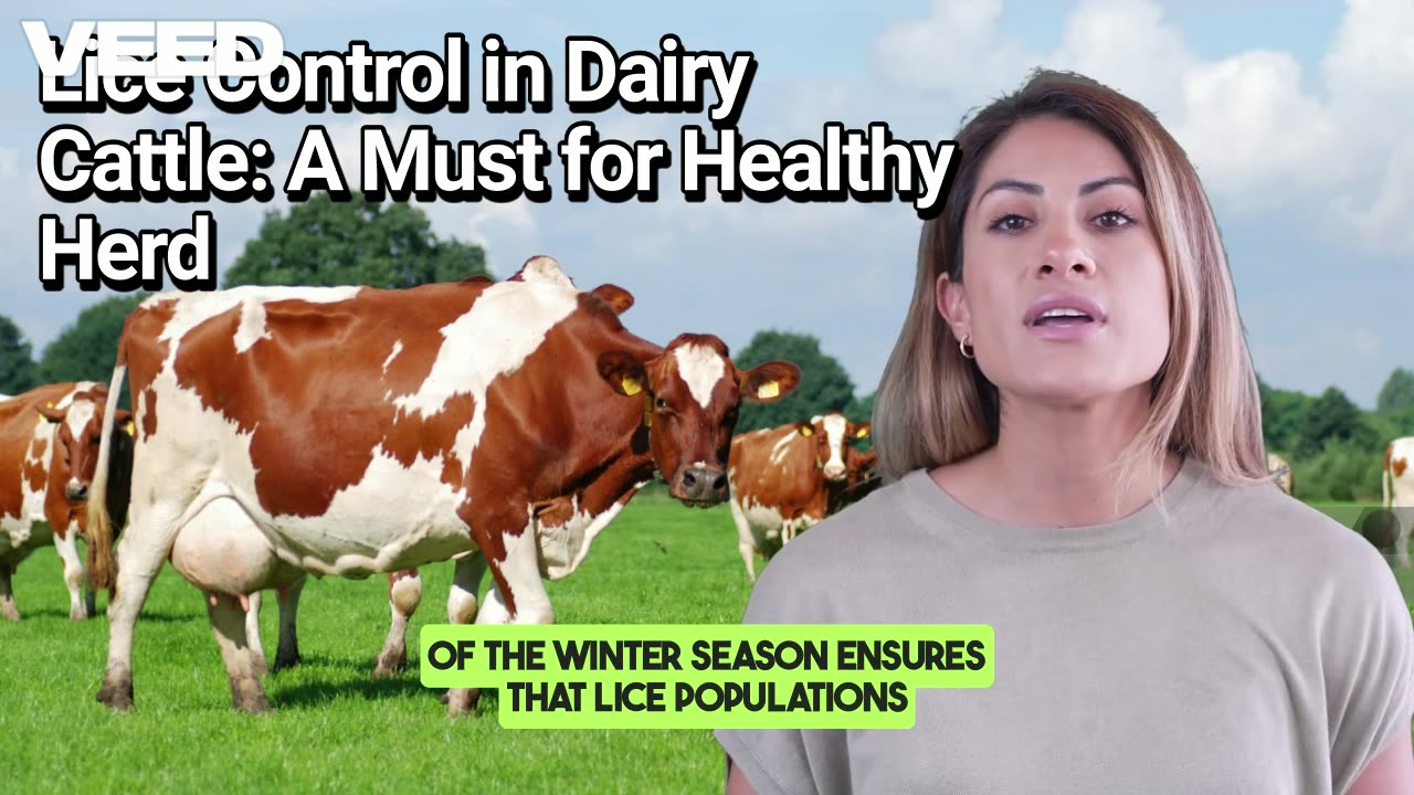 Lice Control in Dairy Cattle: A Must for Healthy Herd