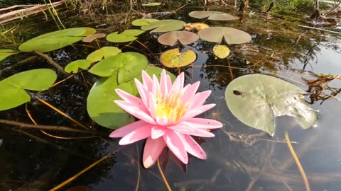 Water Lily