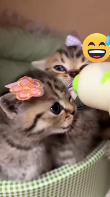 Pure Joy! Adorable Kittens' Cutest Moments Ever! 😻