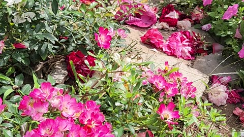 "A Floral Interlude."