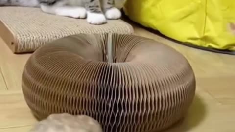 FUNNY & CUTE ANIMALS