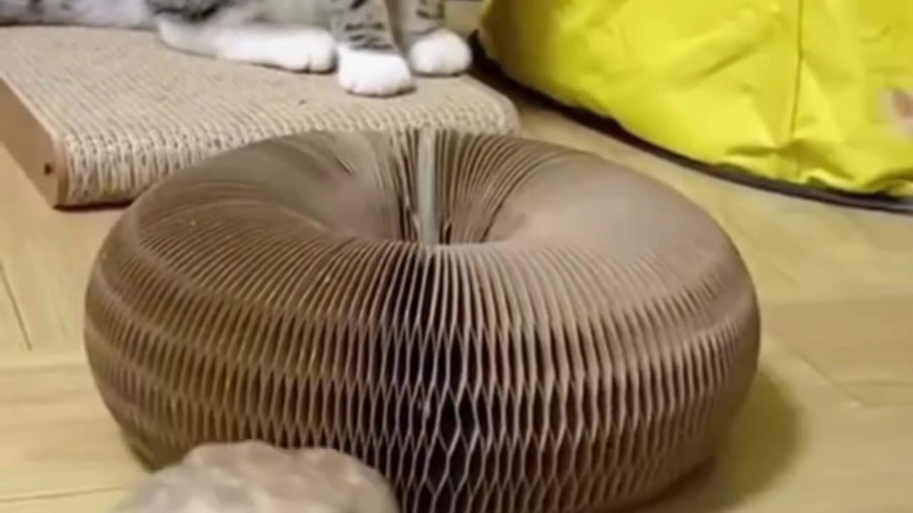 FUNNY & CUTE ANIMALS