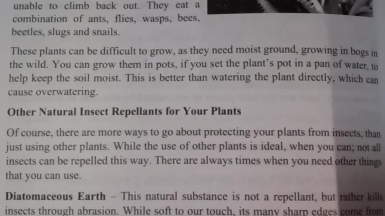 #Natural Insect Repellents for your Plants