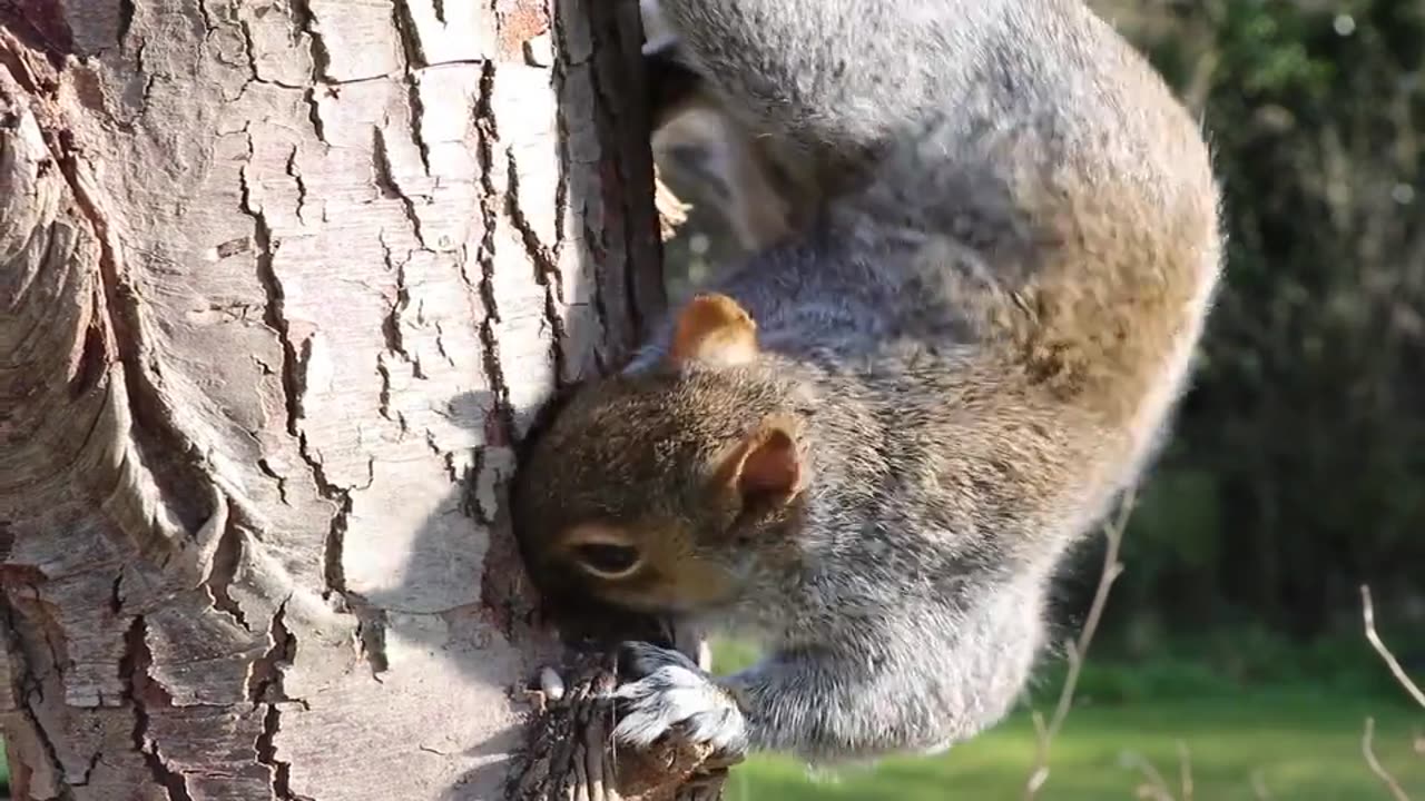 Squirrel, head, grey squirrel