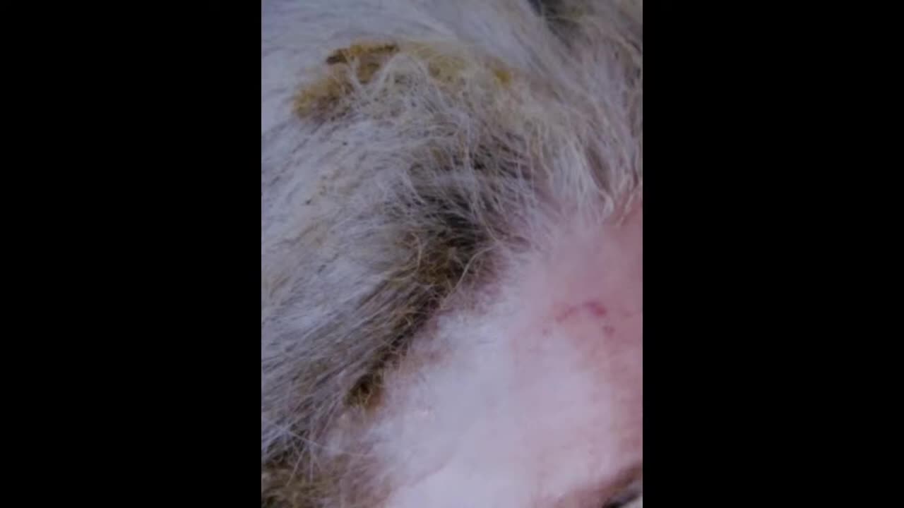 Run Over & Set On Fire