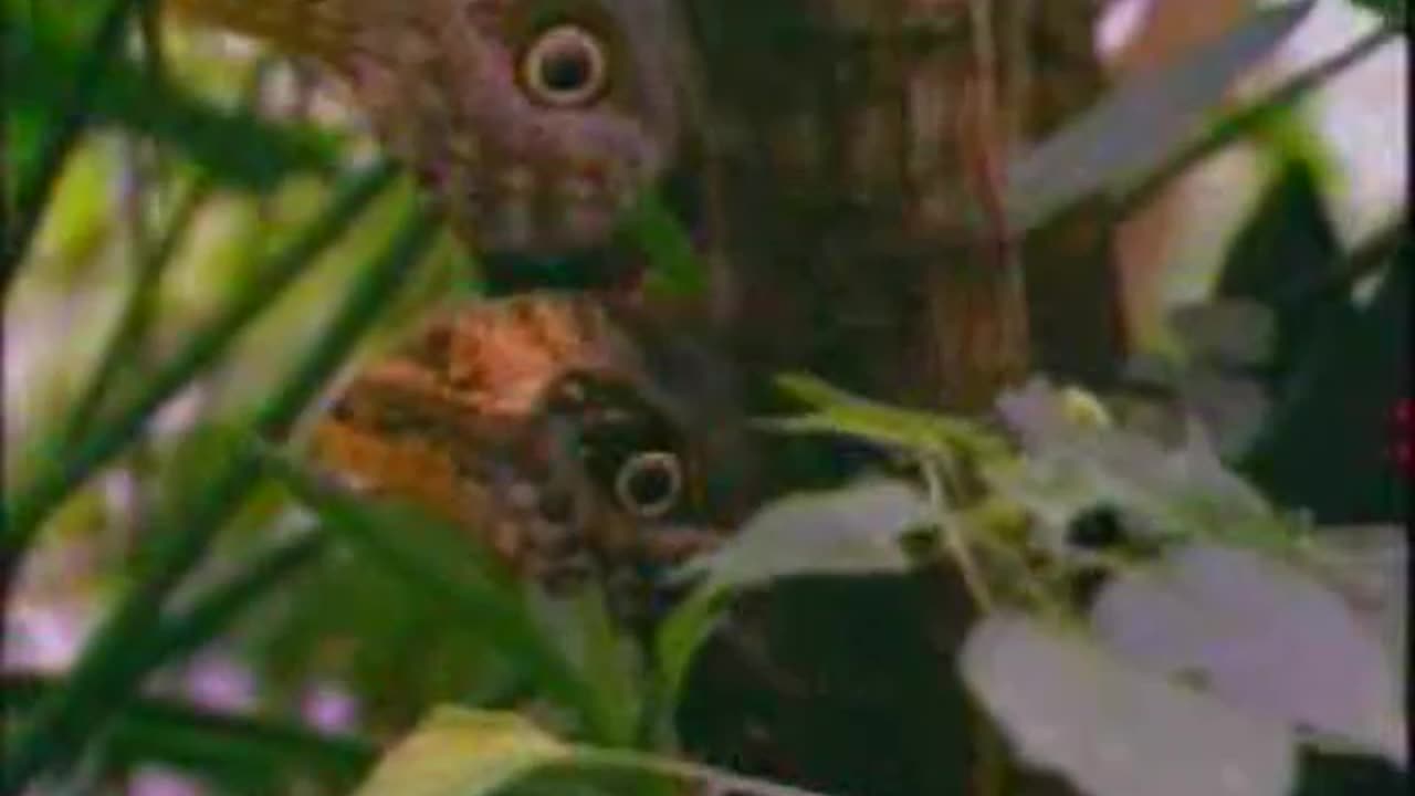 HAYVANLARDA KAMUFULAJ