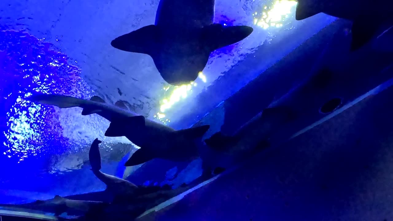 Group of Sharks in an Aquarium in Mazatlan