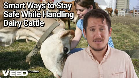 Smart Ways to Stay Safe While Handling Dairy Cattle