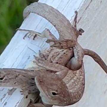 Leaping W.ild Lizards doing the Karma Sutra