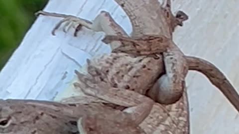 Leaping W.ild Lizards doing the Karma Sutra