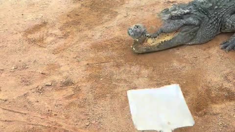 Crocodile Farm