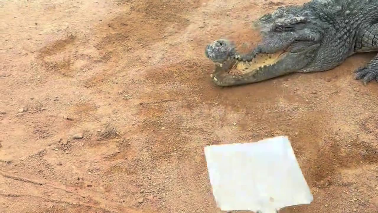 Crocodile Farm