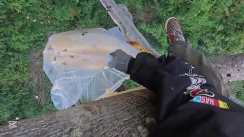 Giant Tree, Wild Bees, and No Fear – Real Jungle Honey Harvest!