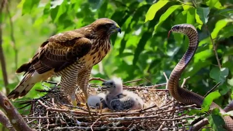 Mother Birds Vs Snake