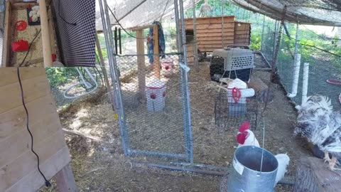 Chicken Live Stream