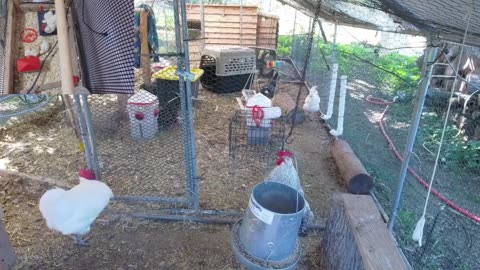 Chicken Live Stream