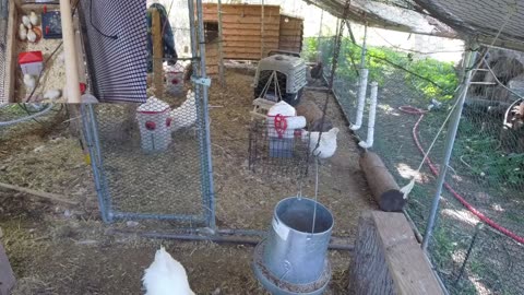 Chicken Live Stream
