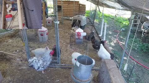 Chicken Live Stream