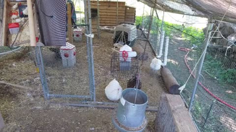 Chicken Live Stream