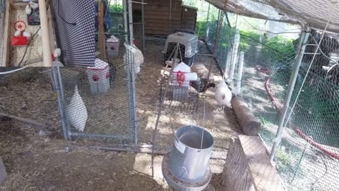 Chicken Live Stream