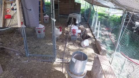Chicken Live Stream